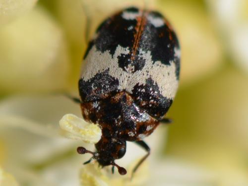 Anthrenus pimpinellae